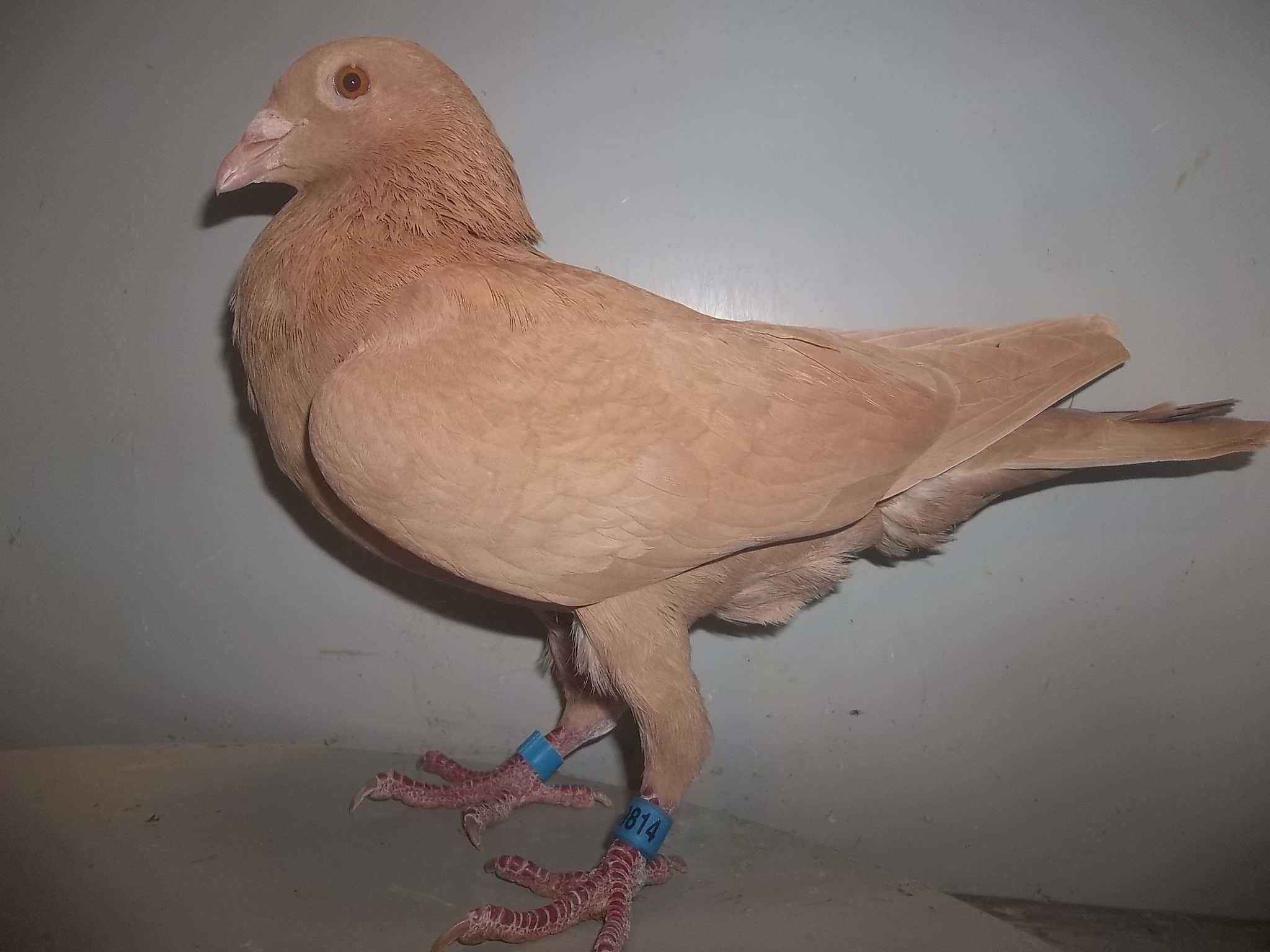 Rare Colored Homers 4Sale