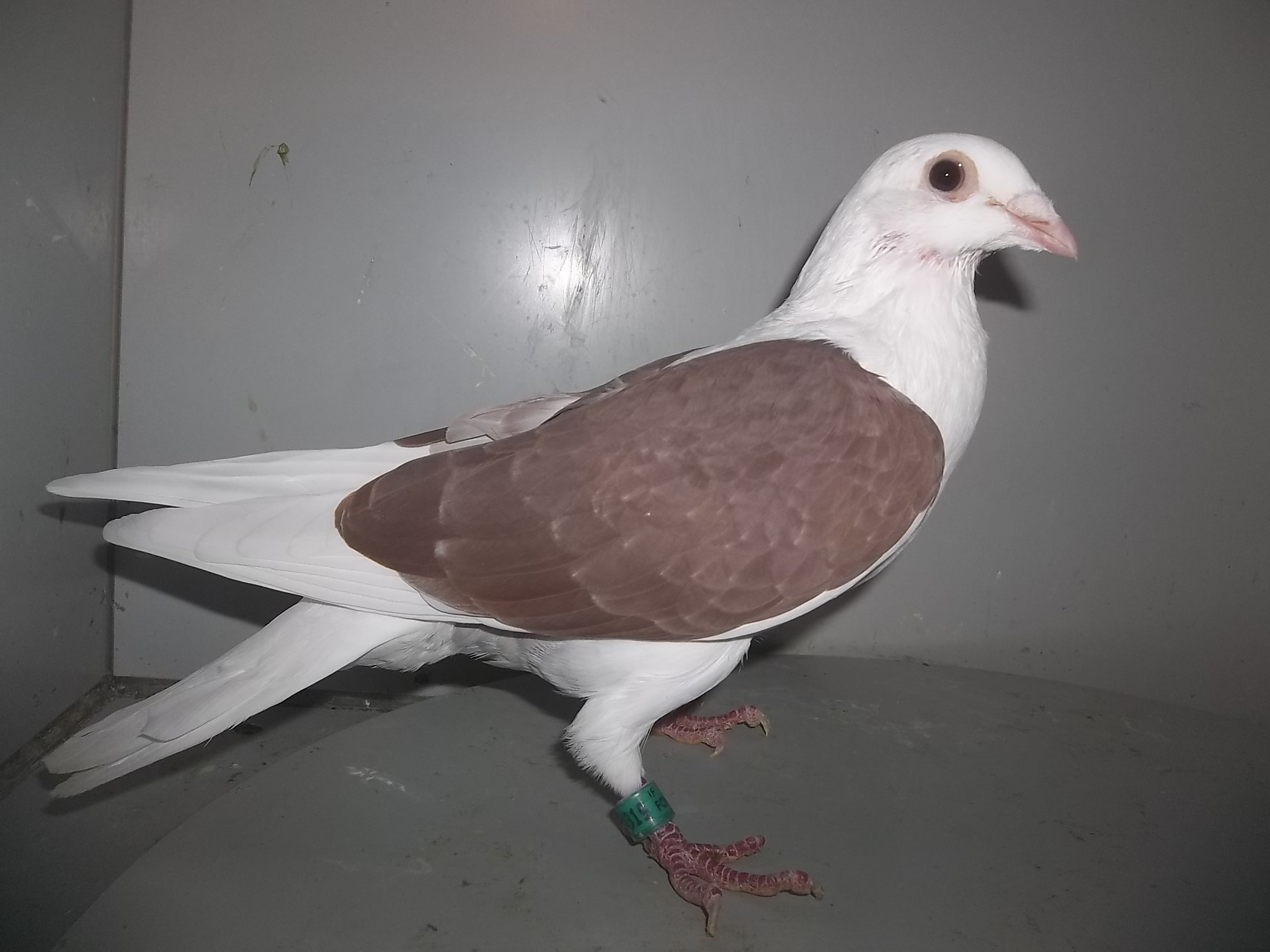 Rare Colored Homers 4Sale